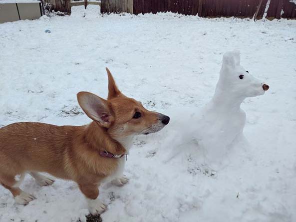 Ruby the corgi and her new friend