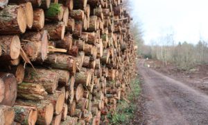 Tree felling in Llanbradach is due to finish in July this year
