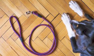 dog lead stock image