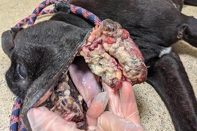 The dog was found with "massive, gruesome" tumours in its mouth