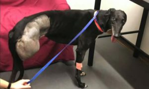 An injured greyhound taken in by Hope Rescue