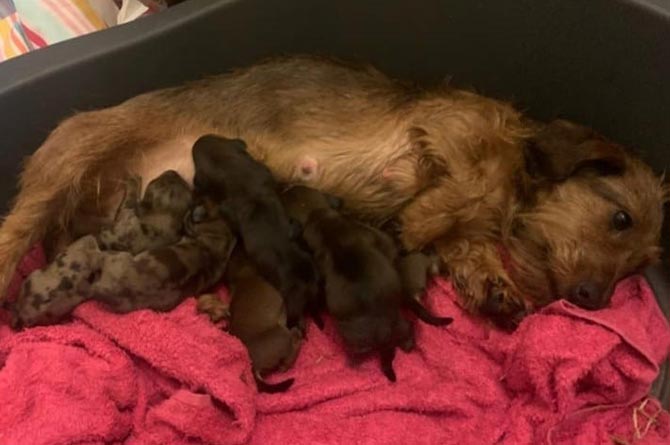A daschund litter advertised by Callum Pine and Megan Arundel