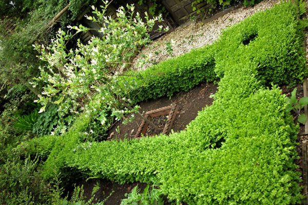 Hillcrest Garden, Cefn Fforest