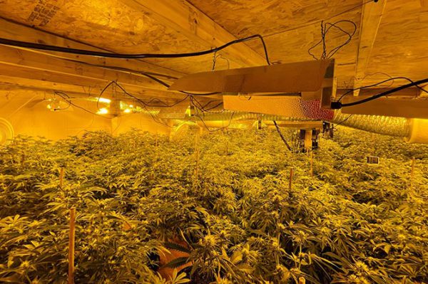 Police uncovered a cannabis farm with more than 1,000 plants in Aberbargoed