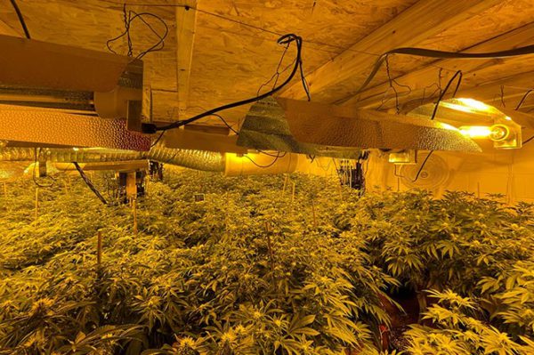 Police uncovered a cannabis farm with more than 1,000 plants in Aberbargoed
