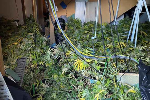 More than 100 cannabis plants have been seized in Abercarn