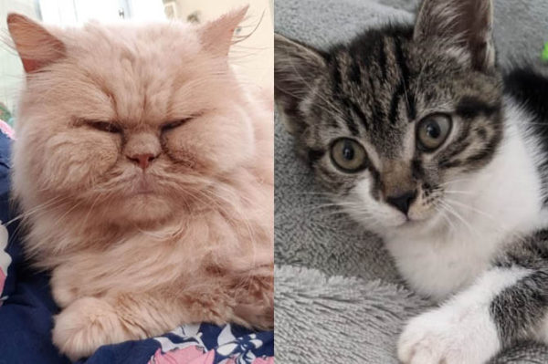 Bailey, left, and Luna both died after being poisoned by Tristan Pearson