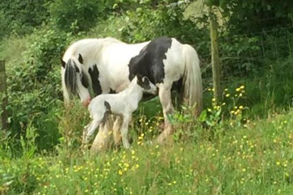 Piebald mare Tulip and her foal Pippa were stolen from a field near Caerphilly