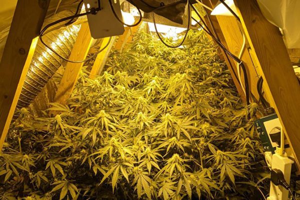 Cannabis plants discovered by police after a raid in Abertridwr