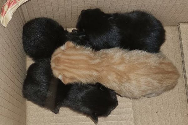 Four week-old kittens were rescued after being abandoned in a box at Hengoed railway station