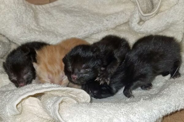 Four week-old kittens were rescued after being abandoned in a box at Hengoed railway station