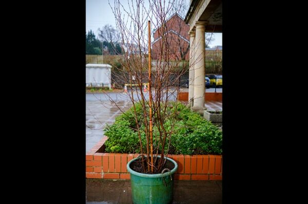 Caerphilly Miners' Centre has received a weeping birch tree as part of the Queen's Green Canopy scheme