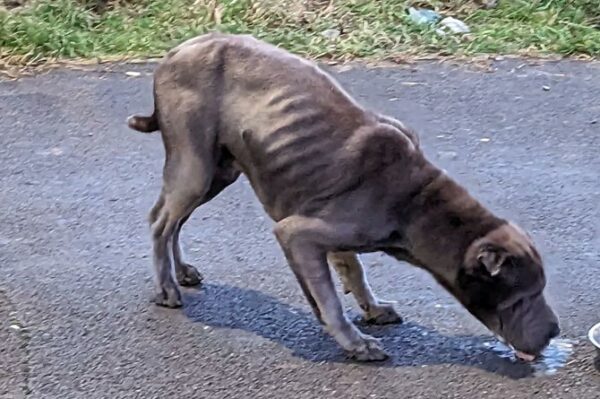 The dog who was reportedly dumped out of a van in Oakdale