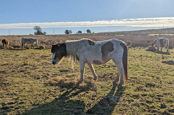 Three ponies have been rescued from Gelligaer Common
