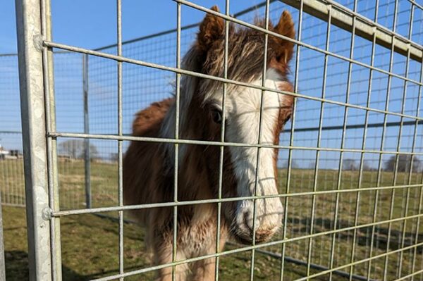 RSCPA Cymru has said the three ponies are now in a place of safety