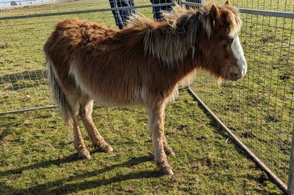 None of the ponies were microchipped, RSPCA Cymru has confirmed