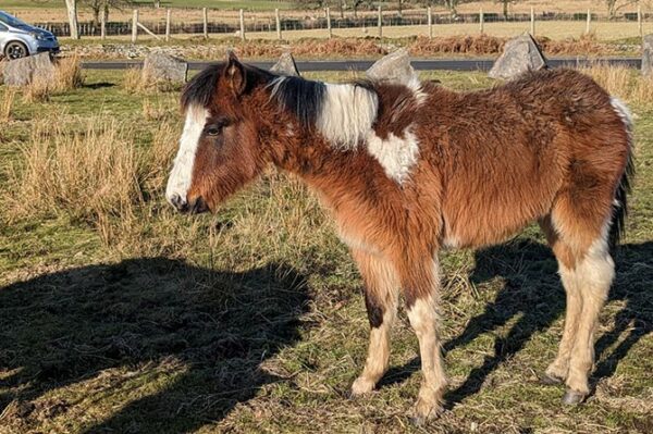 RSPCA Cymru are appealing to find the ponies' owners