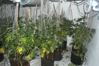 An estimated £500,000 worth of cannabis has been seized by police in Rhymney
