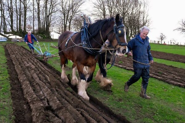 A traditional ploughing demonstration was held.