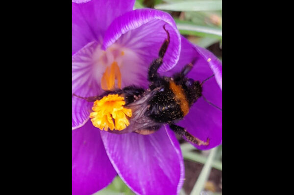 The crocuses have helped boost biodiversity