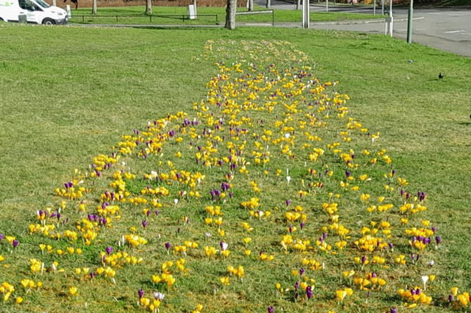 Crocuses in bloom on James Street, Trethomas