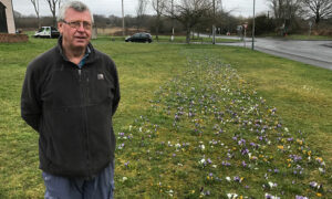Billy Hughes with the crocuses planted on a patch of land south of James Street