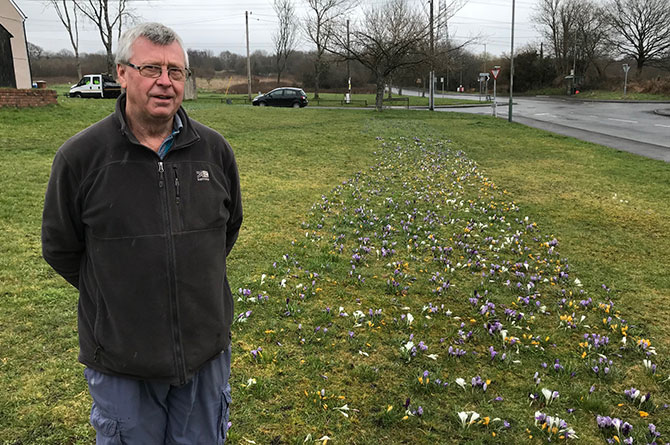 Billy Hughes with the crocuses planted on a patch of land south of James Street