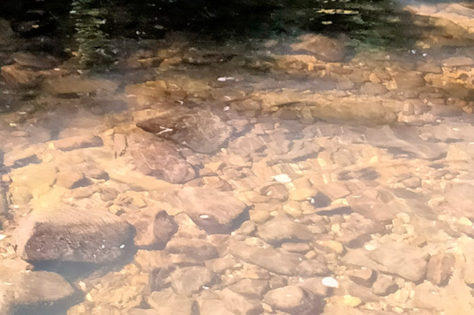 A clearer stretch of the same river further upstream