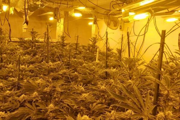 A cannabis factory uncovered by Tarian