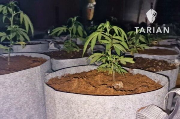 Some of the cannabis plants seized as part of Operation Mille