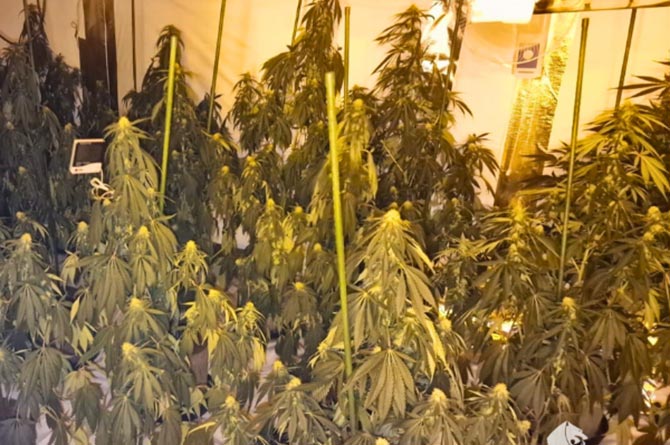 £8.7m worth of cannabis has been seized as part of a police operation