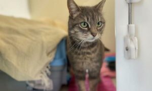 Marlene is one of the cats taken in by RSPCA Cymru