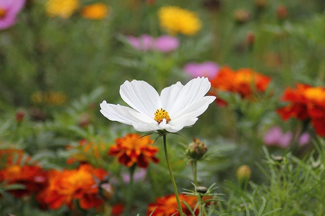 wildflower stock image