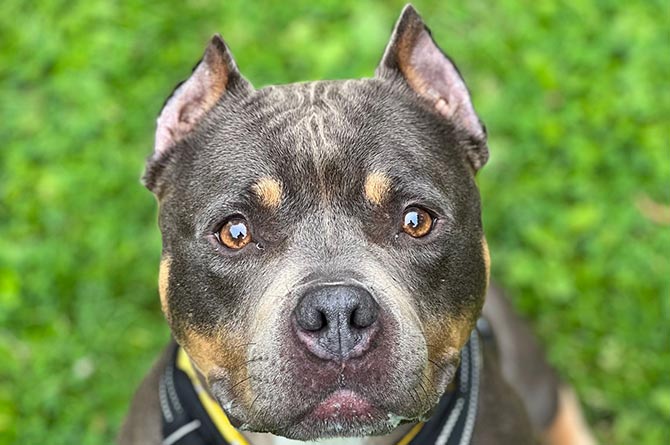 Five-year-old bully Bumblebee, who is being looked after by Hope Rescue, is a victim of ear cropping