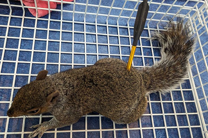 A squirrel taken in by the RSPCA after being shot with a crossbow bolt