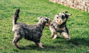 Dogs playing stock image