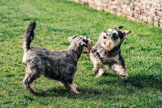 Dogs playing stock image