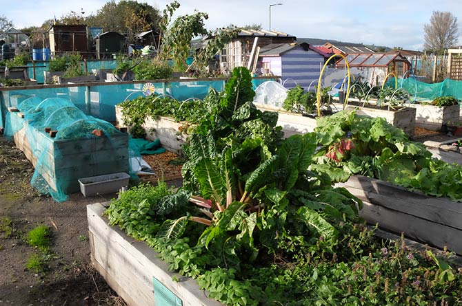 The allotment in Caerphilly has over 100 members 