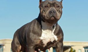 The American XL Bully has been added to the list of banned breeds in England and Wales