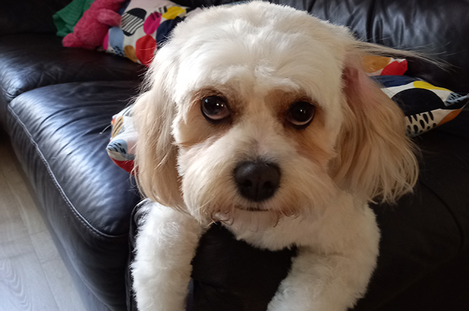 Suki the cavachon was pinned down to the ground according to Mr Hutt