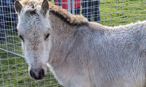 The foal is currently in the care of RSPCA Cymru