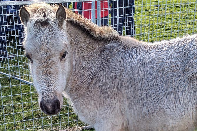 The foal is currently in the care of RSPCA Cymru