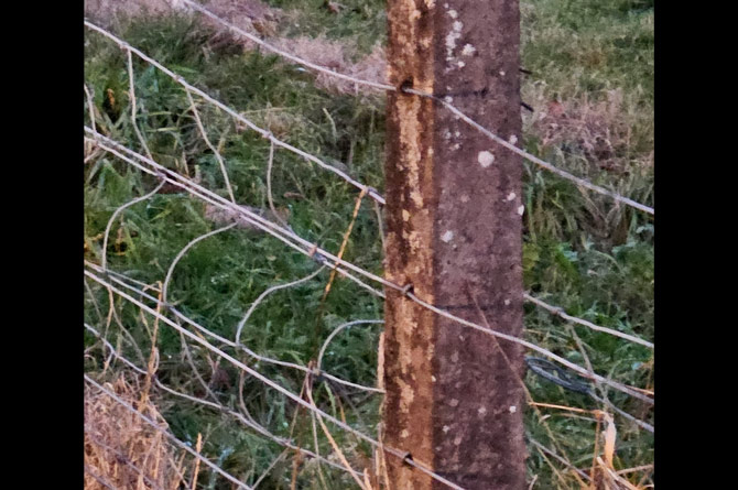 The fence could still easily be flattened according to Mr Thomas