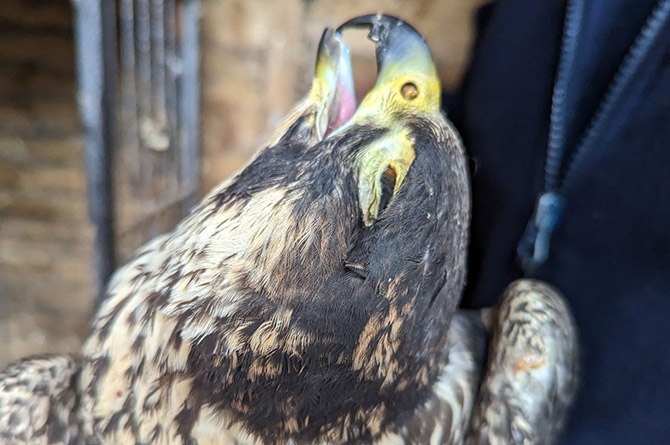 A peregrine falcon with a missing eye at Caerphilly Bird Rescue