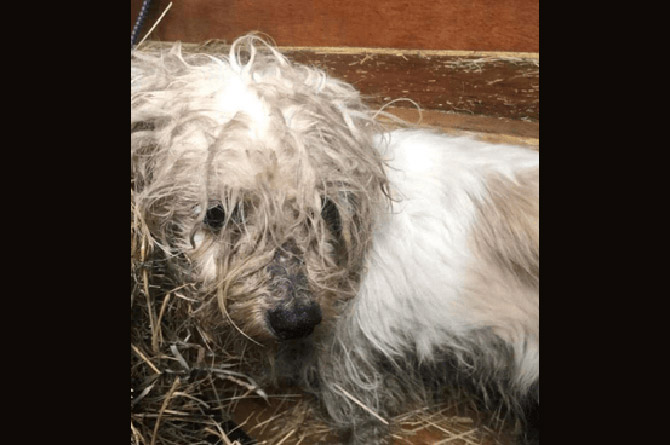 RSPCA Cymru is appealing for information 