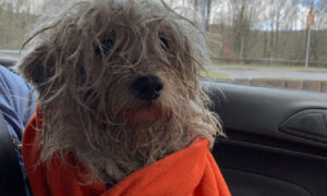 The terrier was found in a "real state" in Fochriw