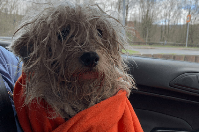 The terrier was found in a "real state" in Fochriw