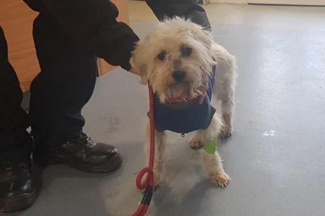The dog, named Juno, is currently being cared for by the RSPCA