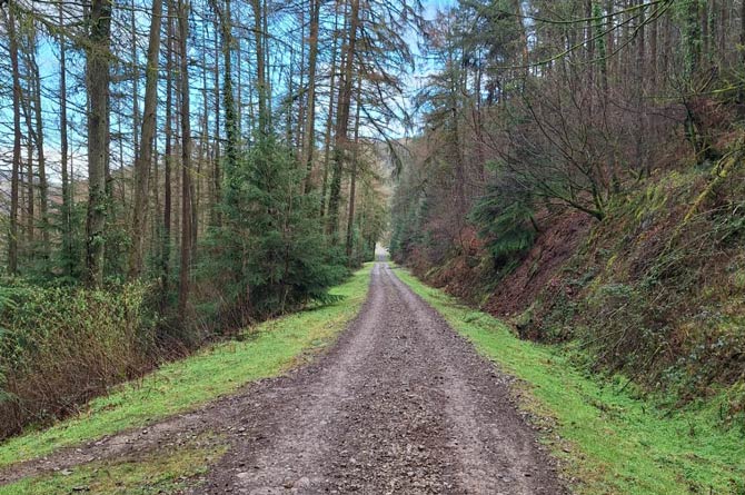 The forest track in Sirhowy Country Park