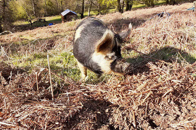 Lacey the pig clearing bracken on the site of the new eco home